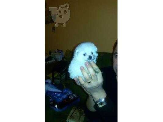 Pomeranian mini καθαροαιμα κουταβακια 6940048695 αθηνα-κρητη